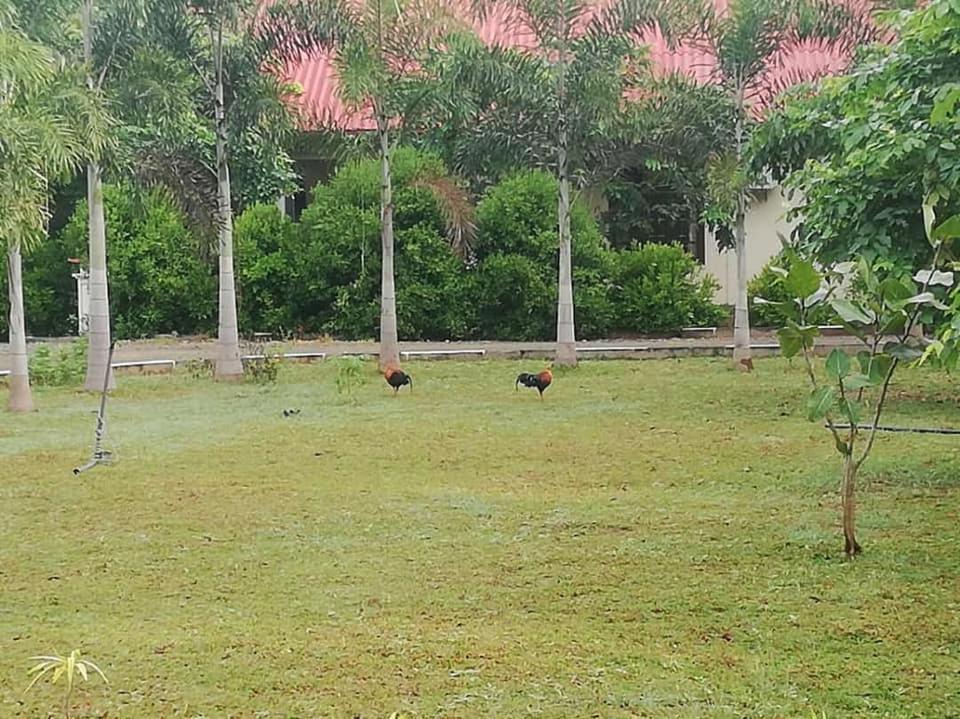 Hotel Tree Garden Wilpaththu Nochchiyagma Anuradhapura Nochchiyagama エクステリア 写真